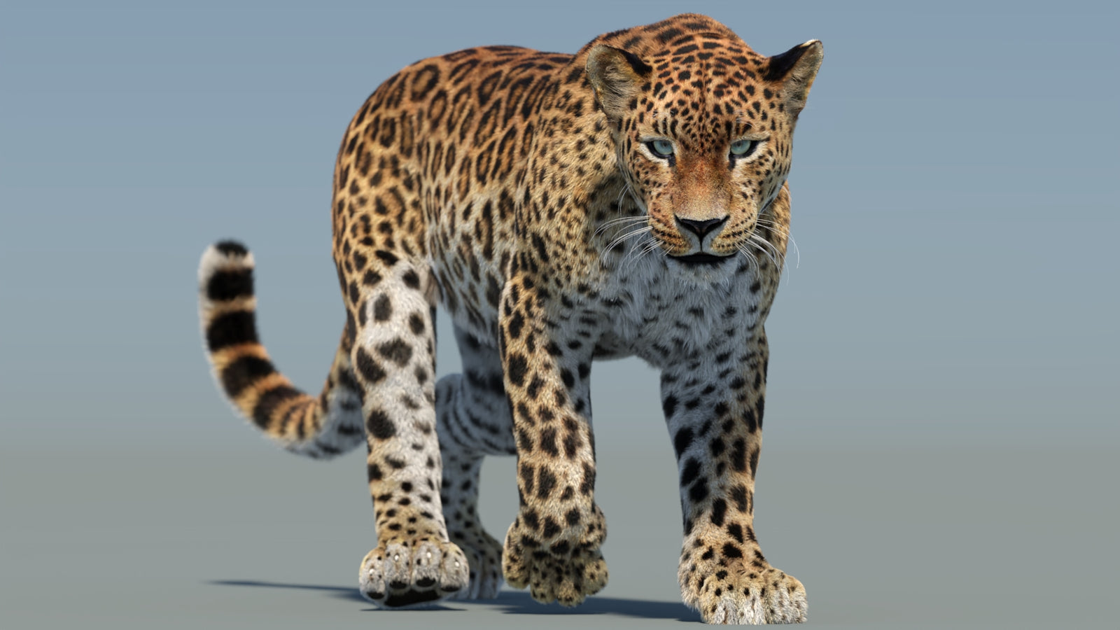 Animated Sri Lankan Leopard 3D Model Fur 360° view 2 frame 37