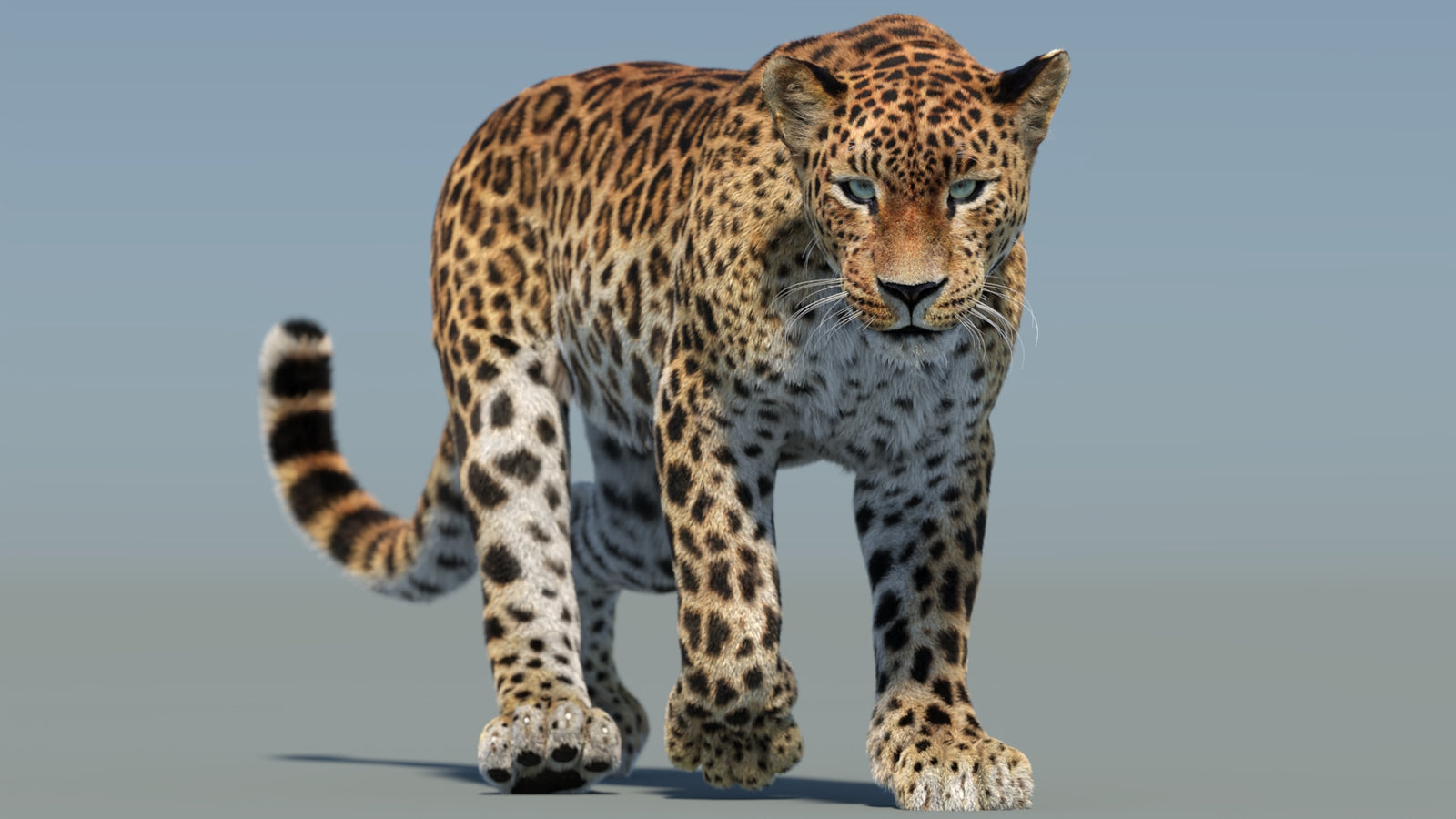 Animated Sri Lankan Leopard 3D Model Fur 360° view 2 frame 38