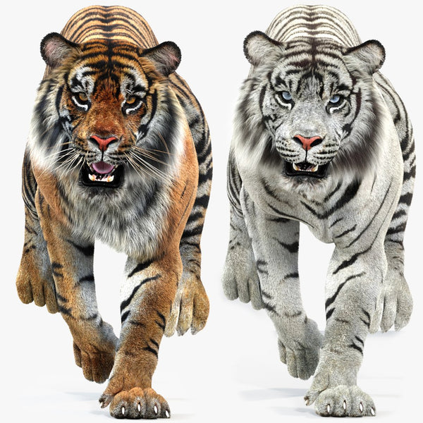 Animated Tiger White and Natural 3D Model