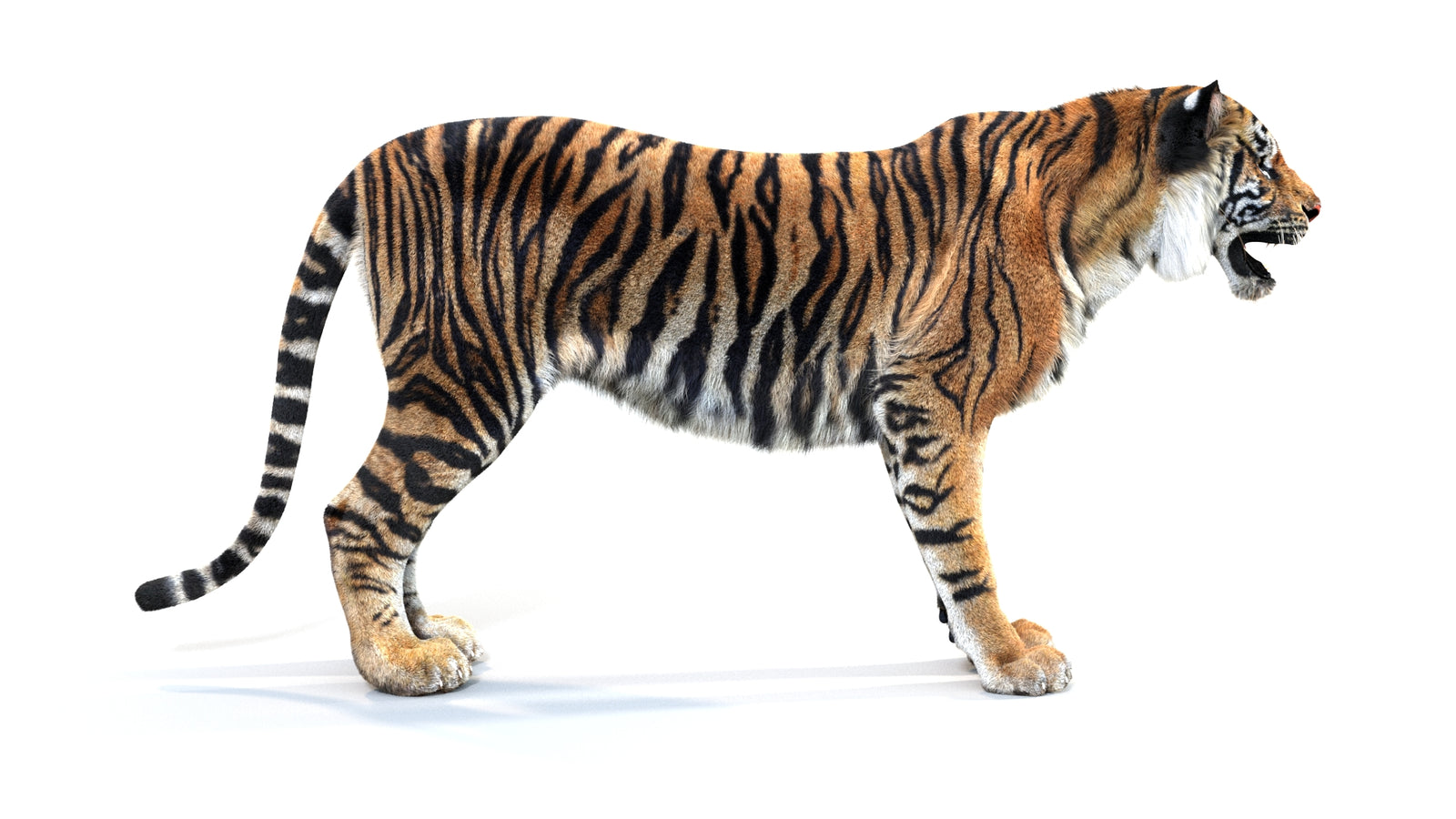 Animated Tiger 3D Model with Fur 360° view 1 frame 9