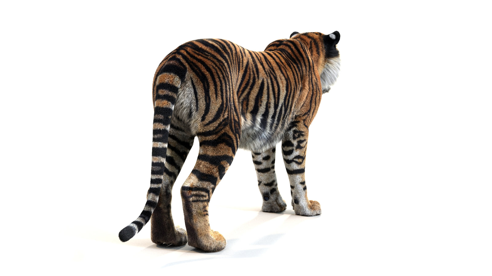Animated Tiger 3D Model with Fur 360° view 1 frame 15