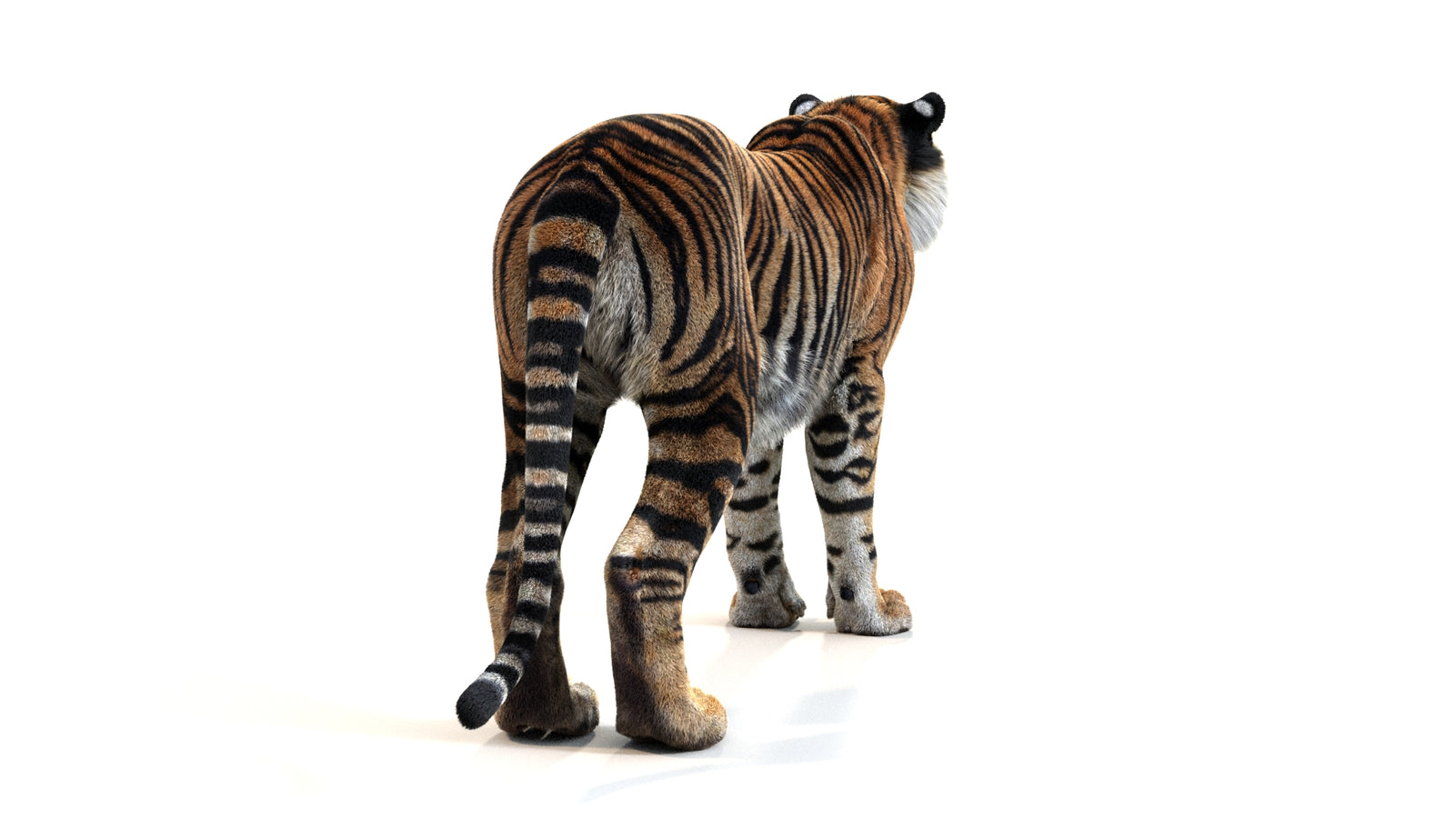 Animated Tiger 3D Model with Fur 360° view 1 frame 16