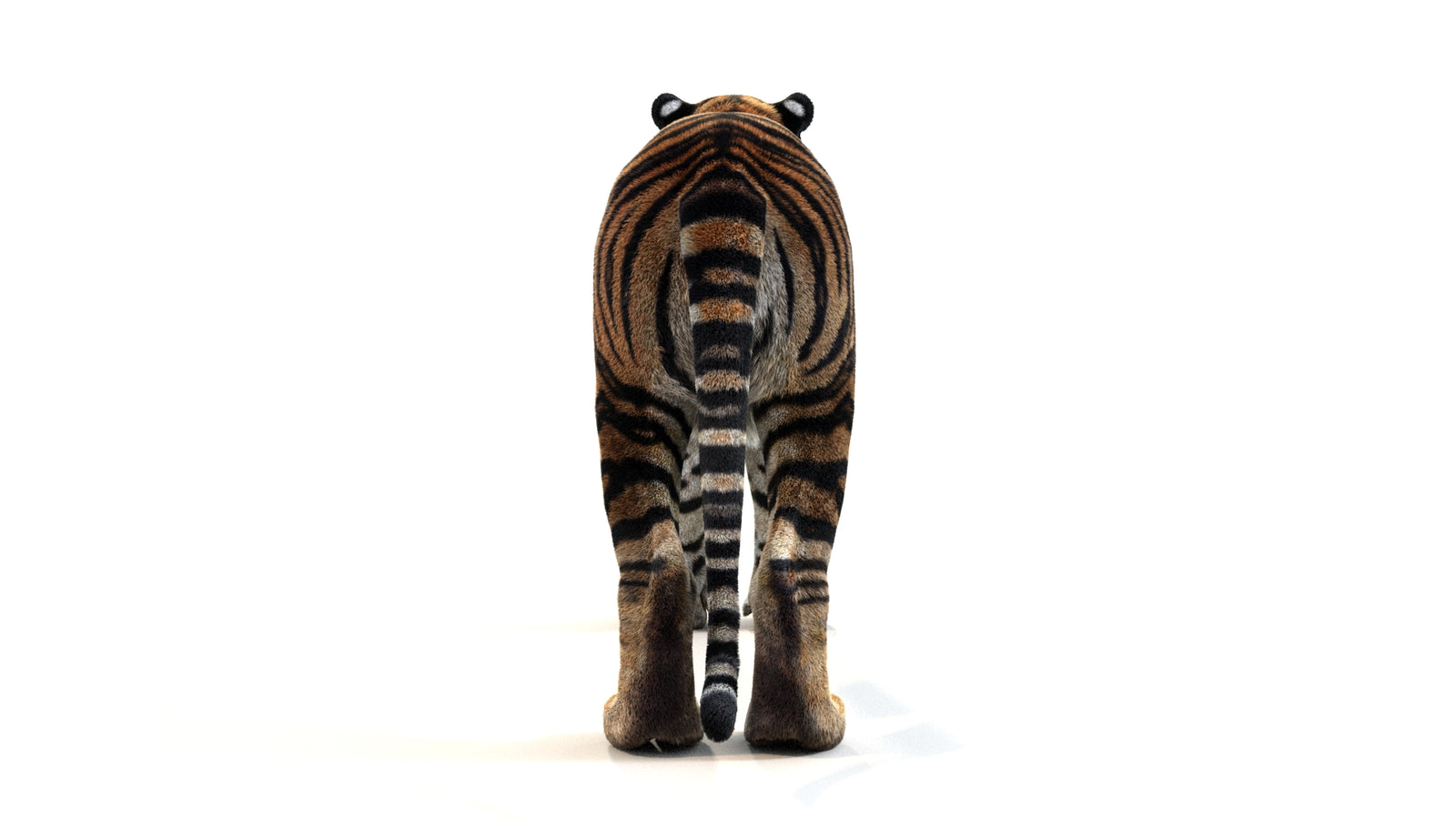 Animated Tiger 3D Model with Fur 360° view 1 frame 18