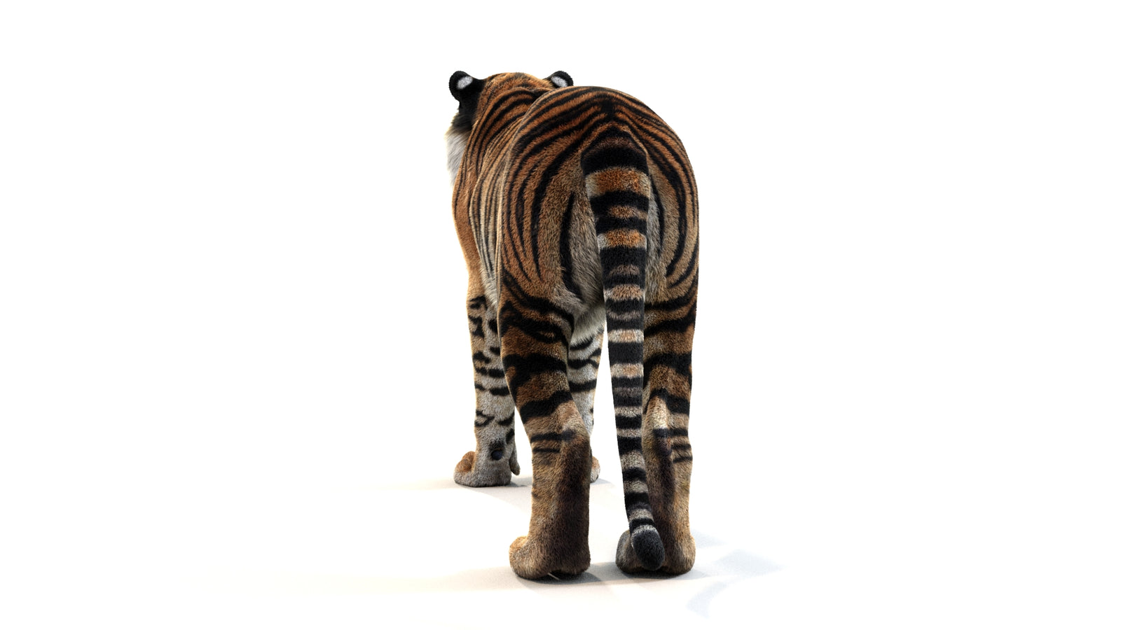 Animated Tiger 3D Model with Fur 360° view 1 frame 19