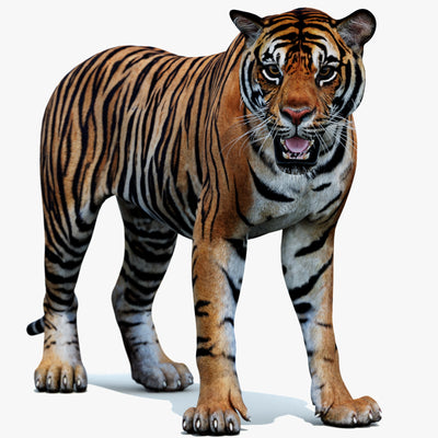 Rigged Sumatran Tiger 3D Model - Game-Ready