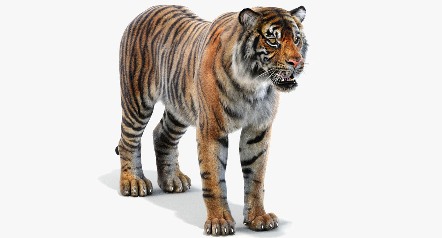 Sumatran Tiger 3D Model Fur