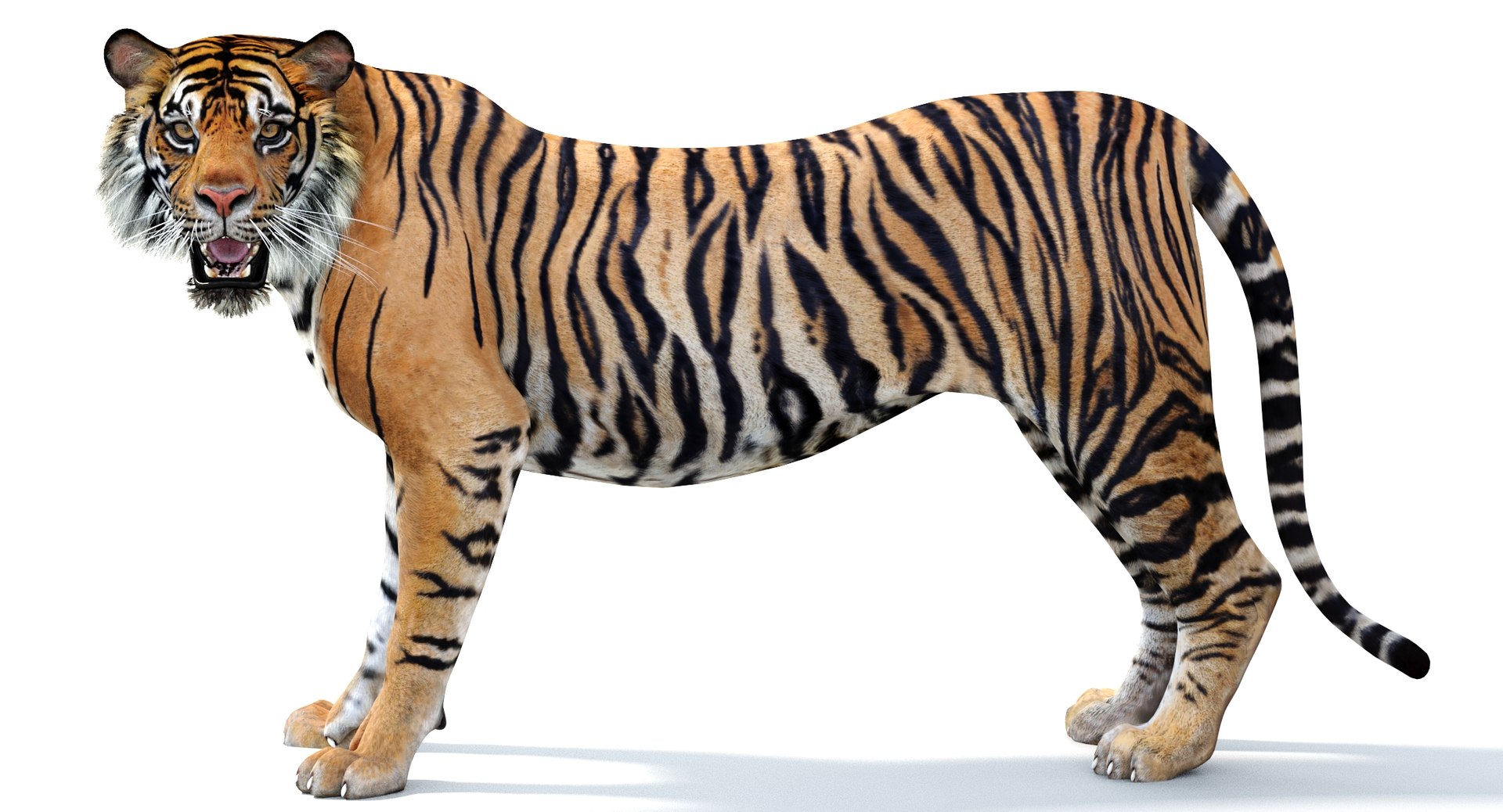 Realistic Tiger 3D Model for Download