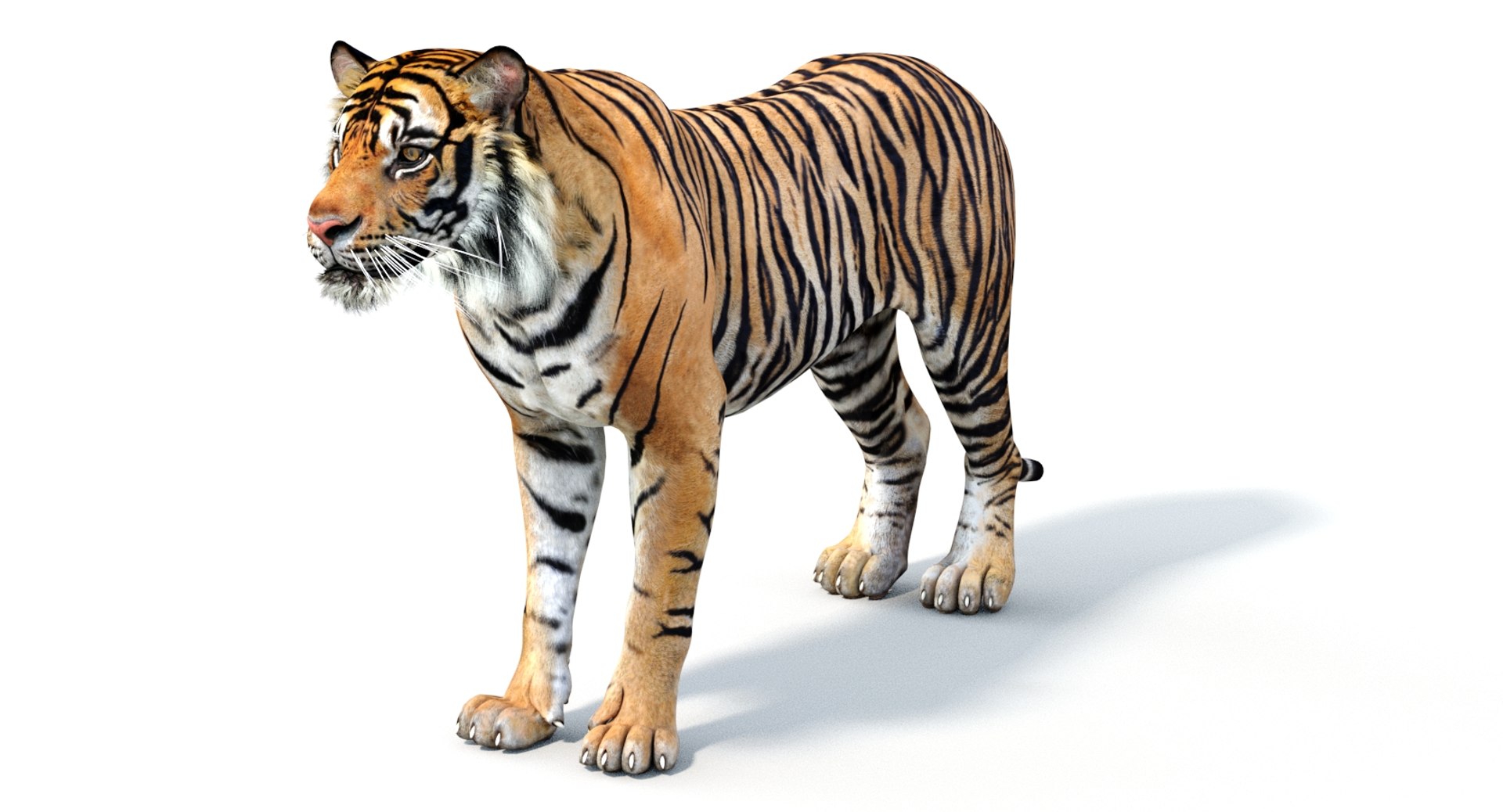 Realistic Rigged Tiger 3D Model for your game project