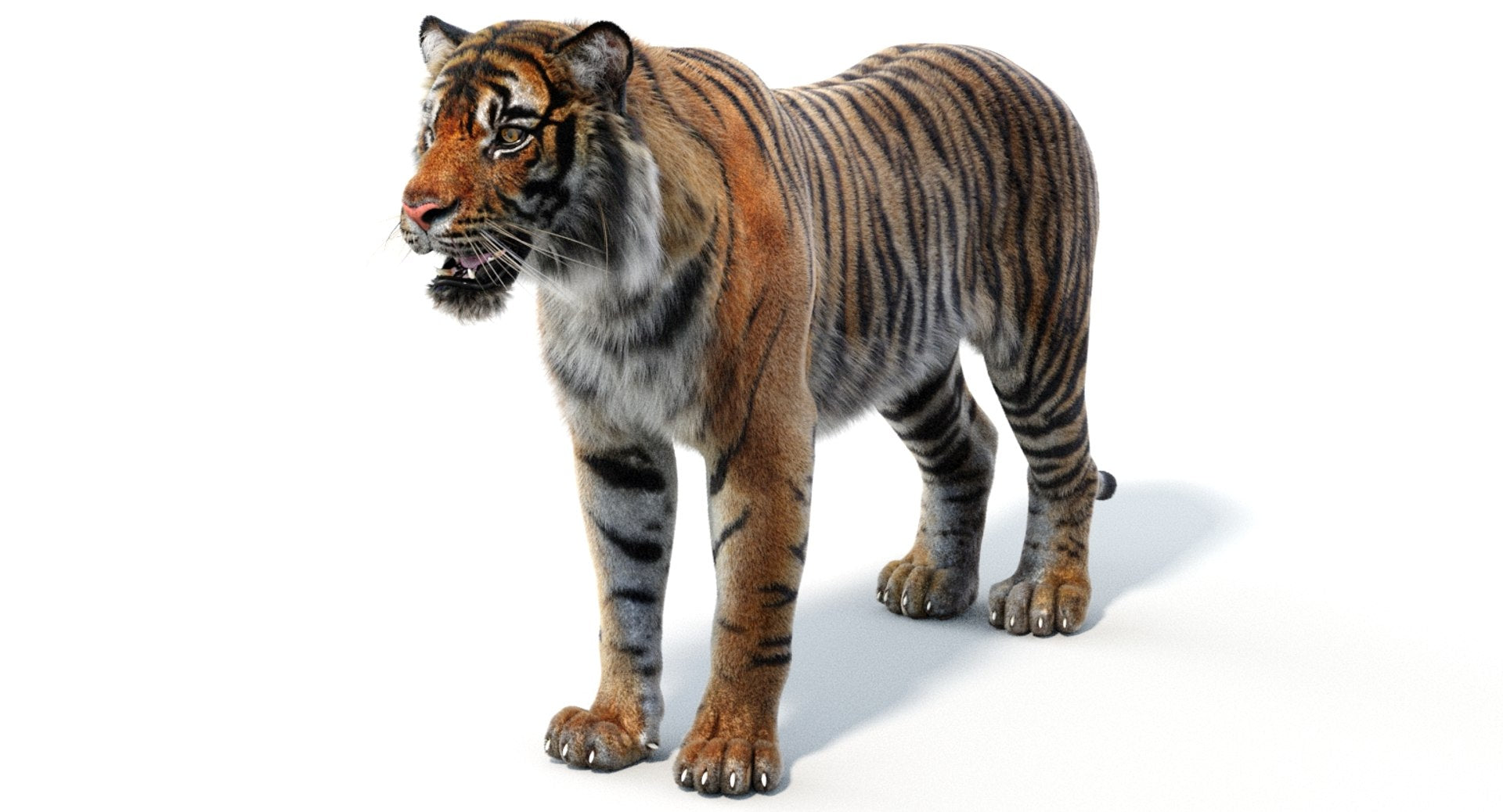 Sumatran Tiger 3D Model with Fur