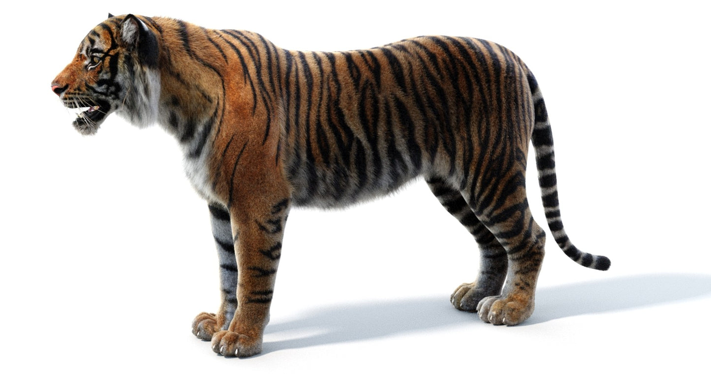 Sumatran Tiger 3D Model Fur