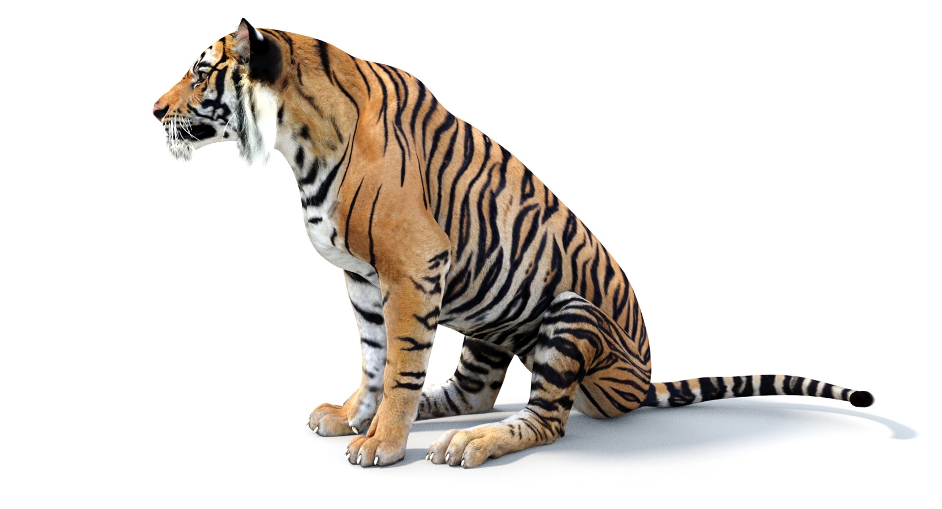 Tiger 3d Model Rigged for Download