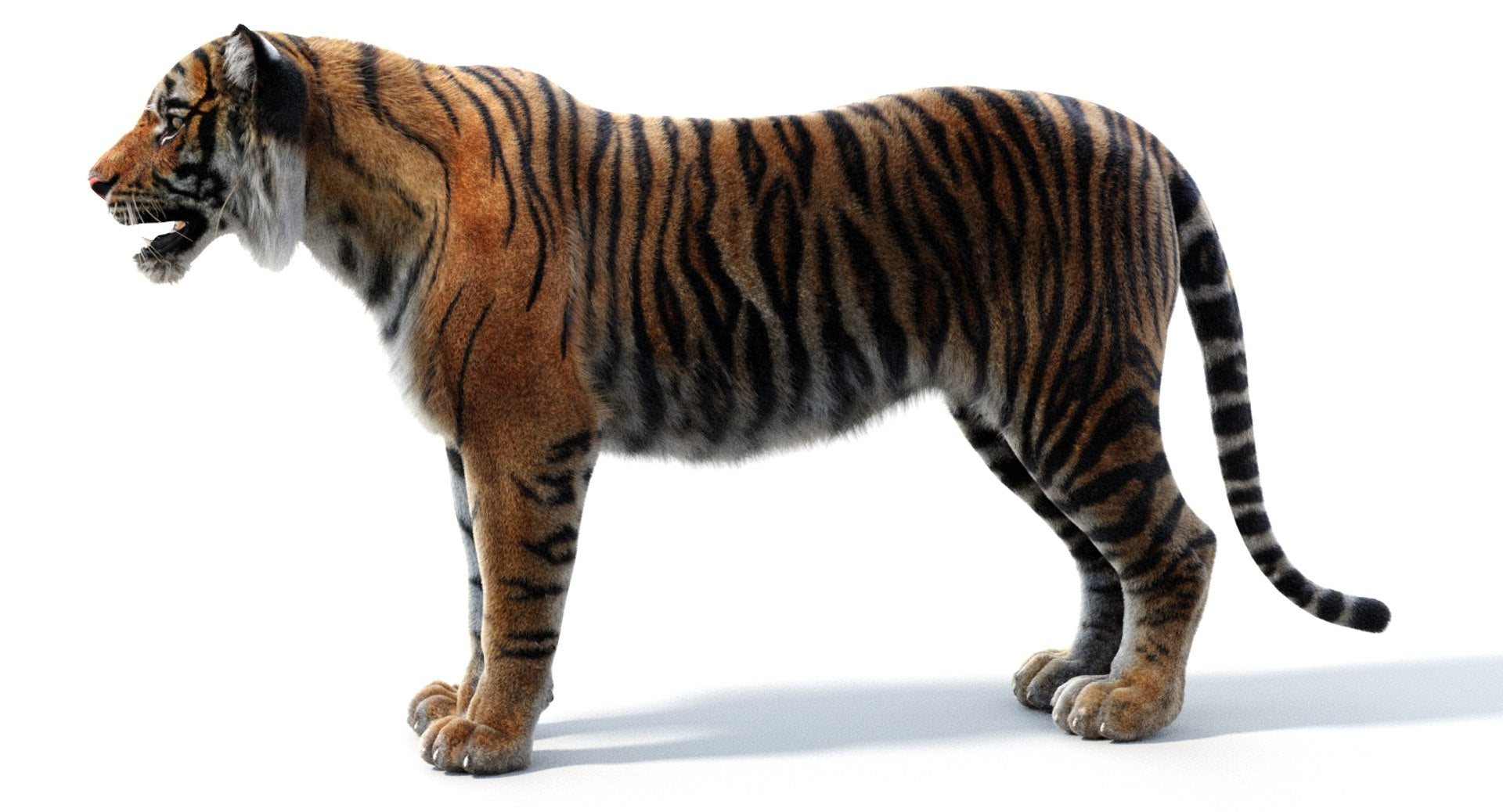 Lifelike Tiger 3D Model with Realsitic Fur