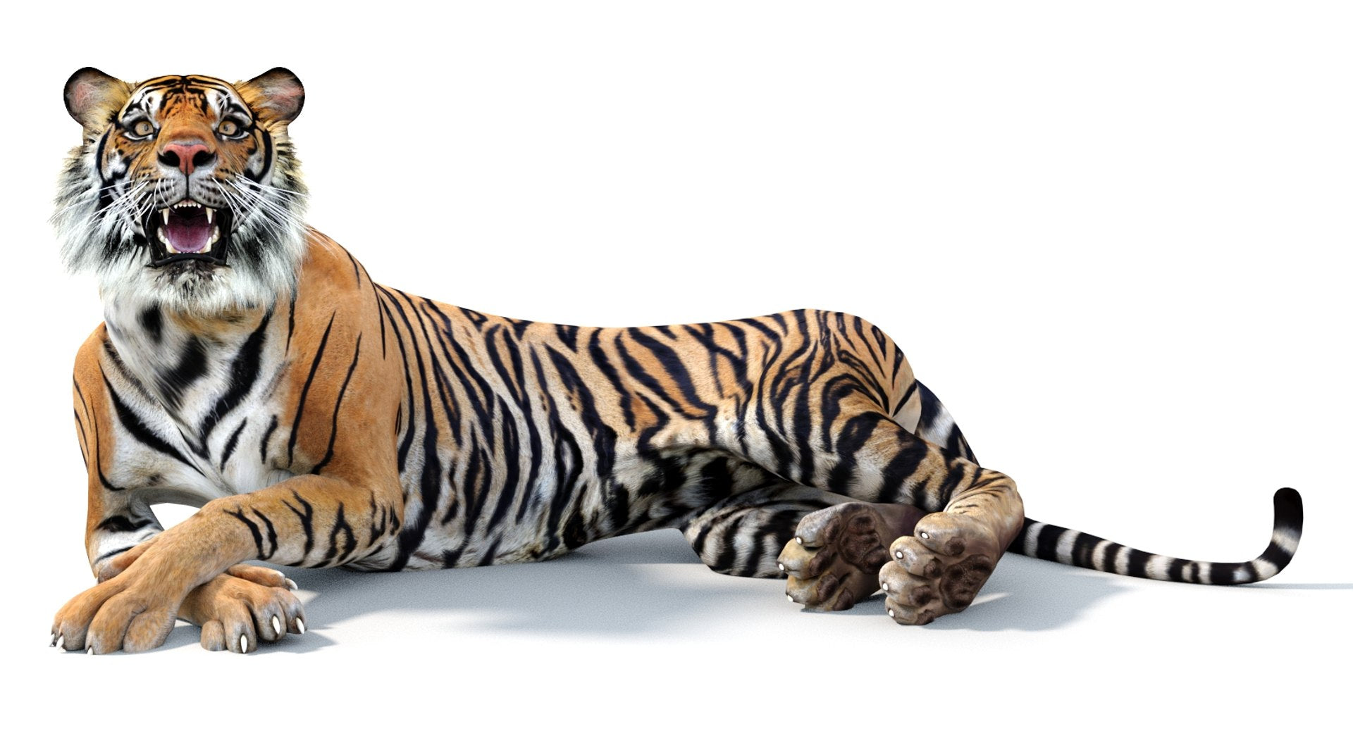 Tiger 3d Model Rigged with the CAT Motion 3Ds Max