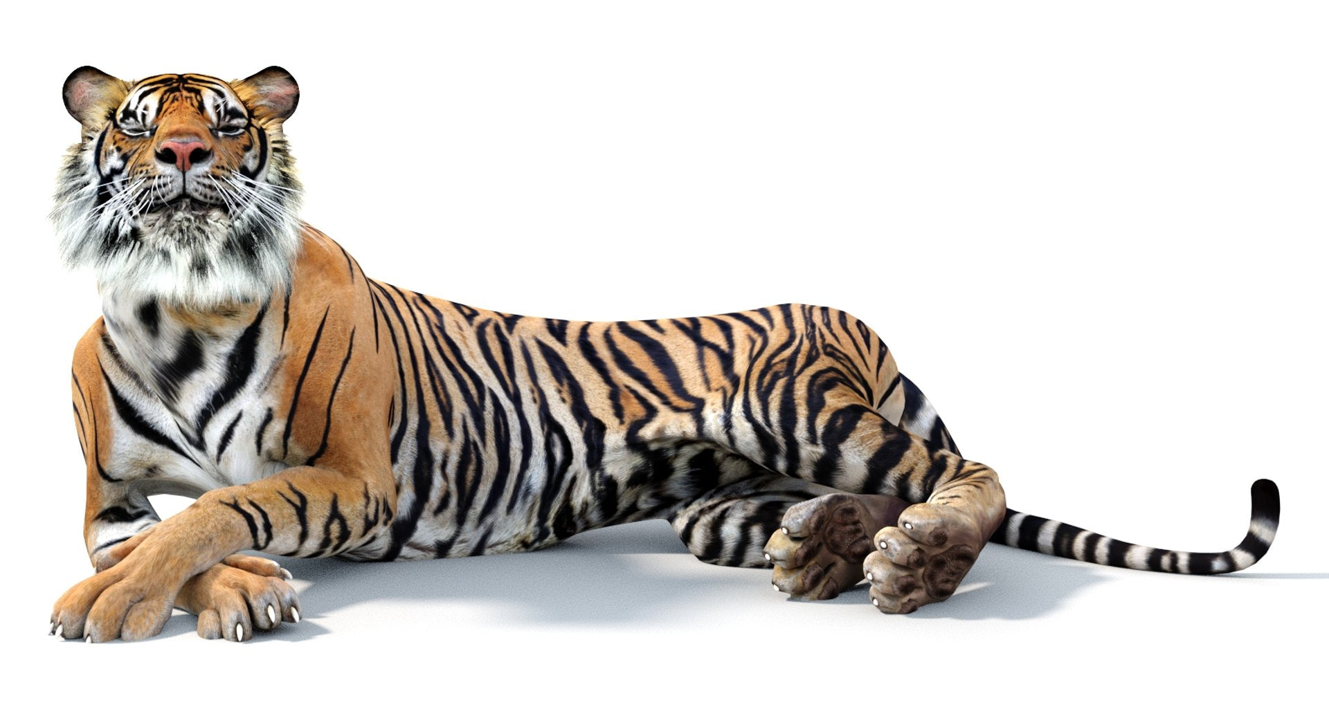 Tiger 3d Model Rigged with the CAT Motion 3Ds Max laying down eyes closed