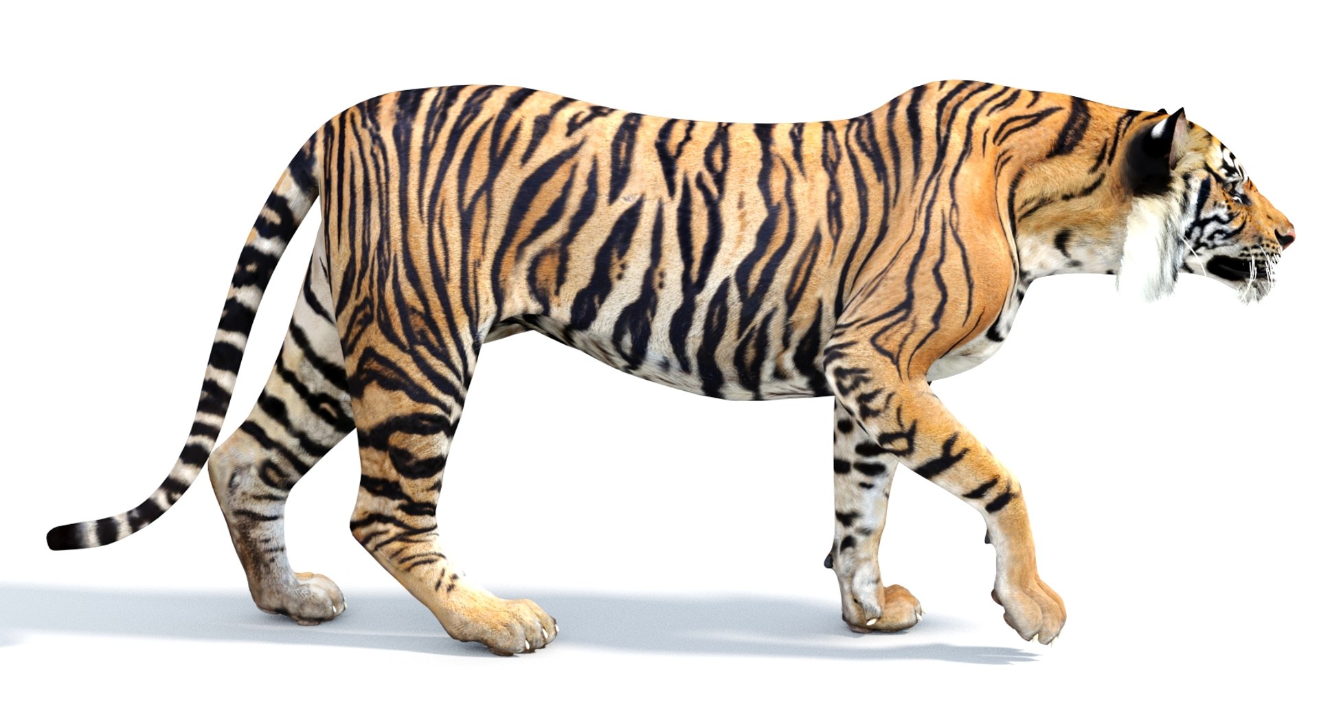 Tiger 3d Model Rigged with the CAT Motion 3Ds Max