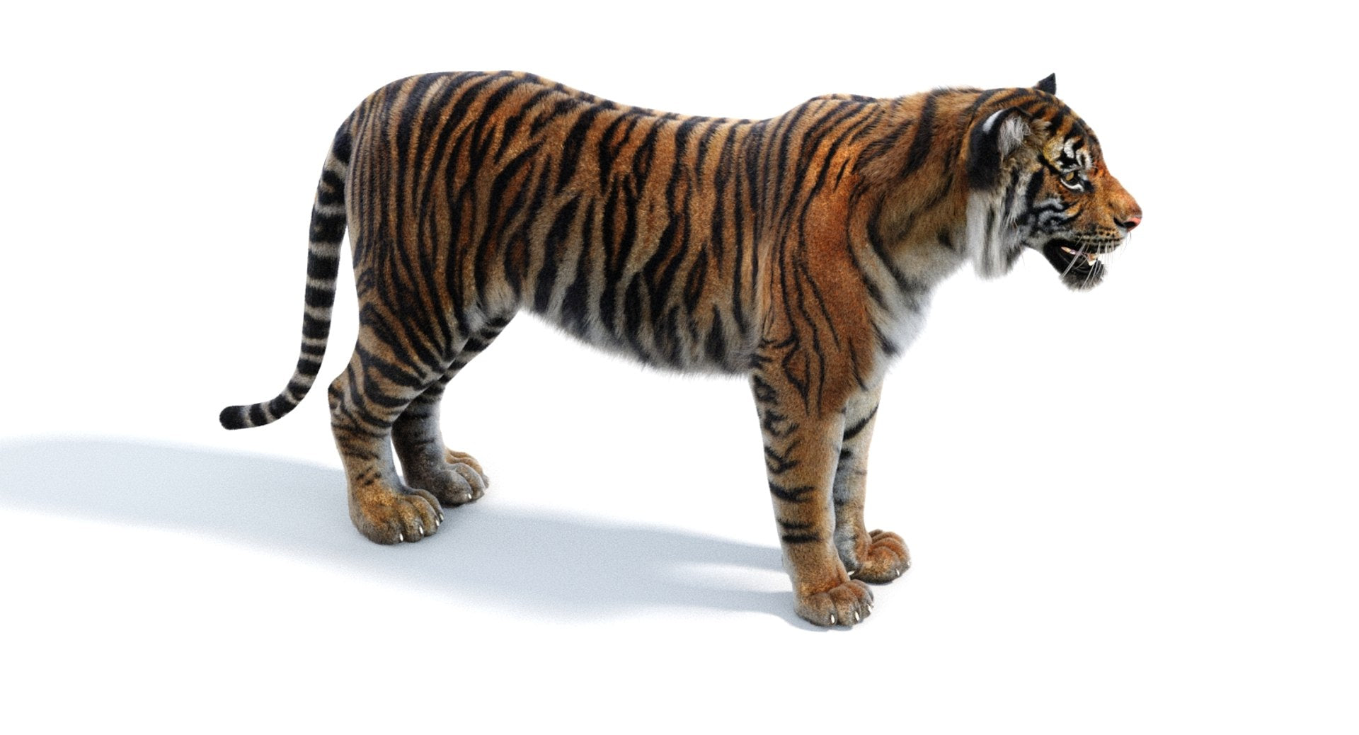 Realsitic Tiger 3D Model 3ds Max Hair and Fur - Arnold Renderer