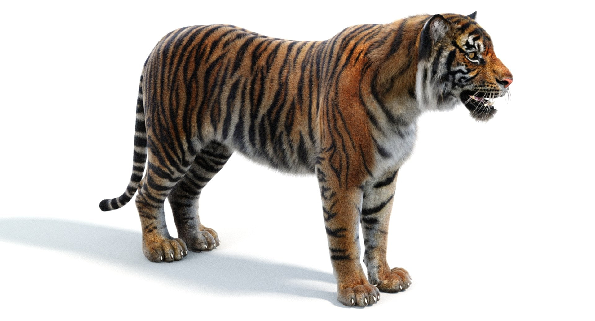 Realsitic Tiger 3D Model 3ds Max Hair and Fur - Arnold Renderer