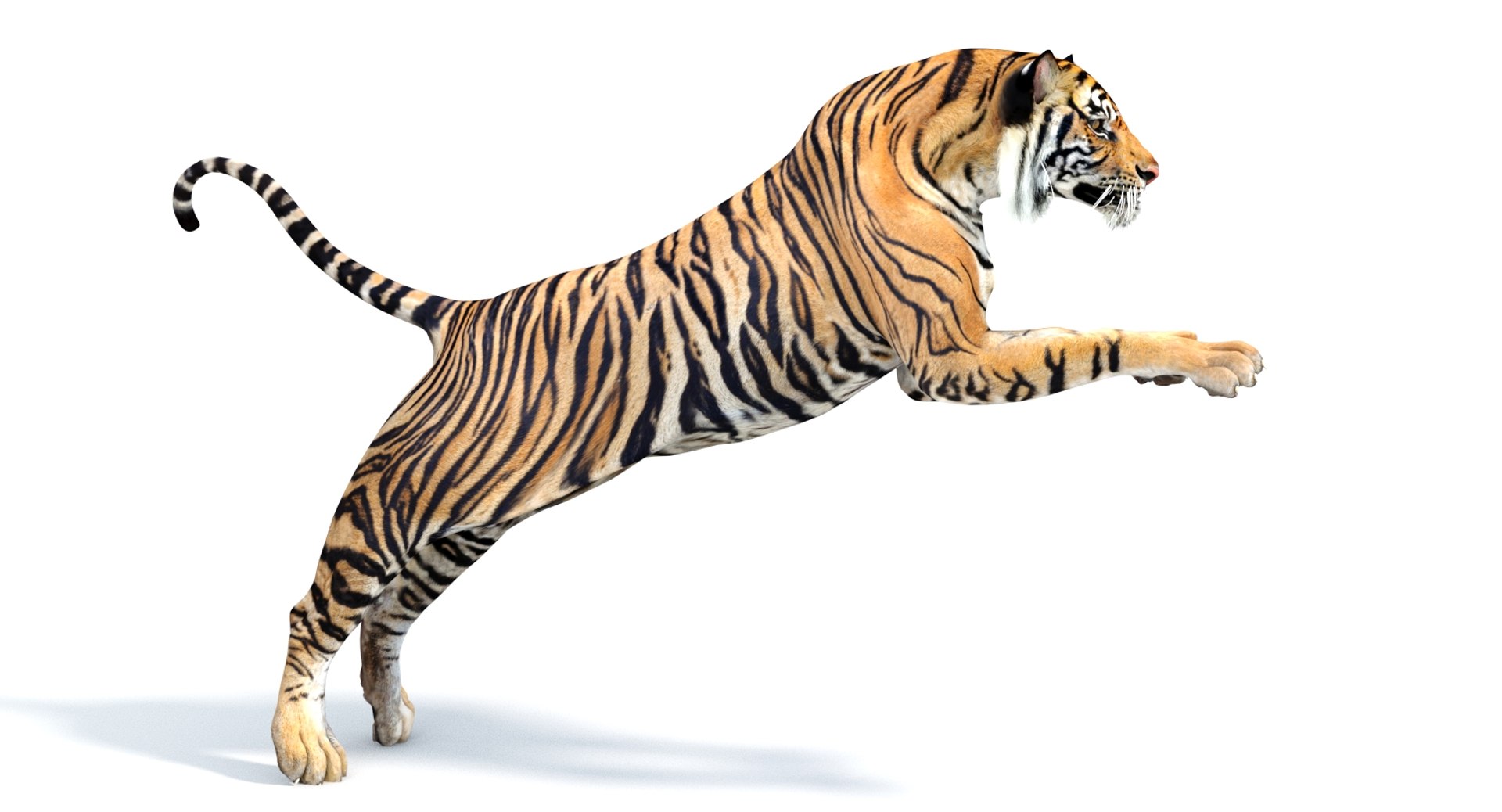 3D rendered tiger on a white background