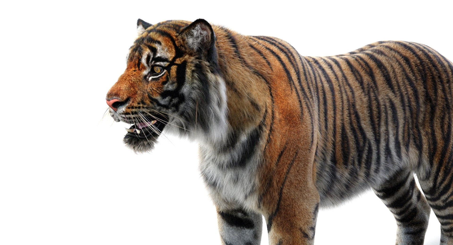 Realsitic Tiger 3D Model Close Up View: 3ds Max Hair and Fur - Arnold Renderer