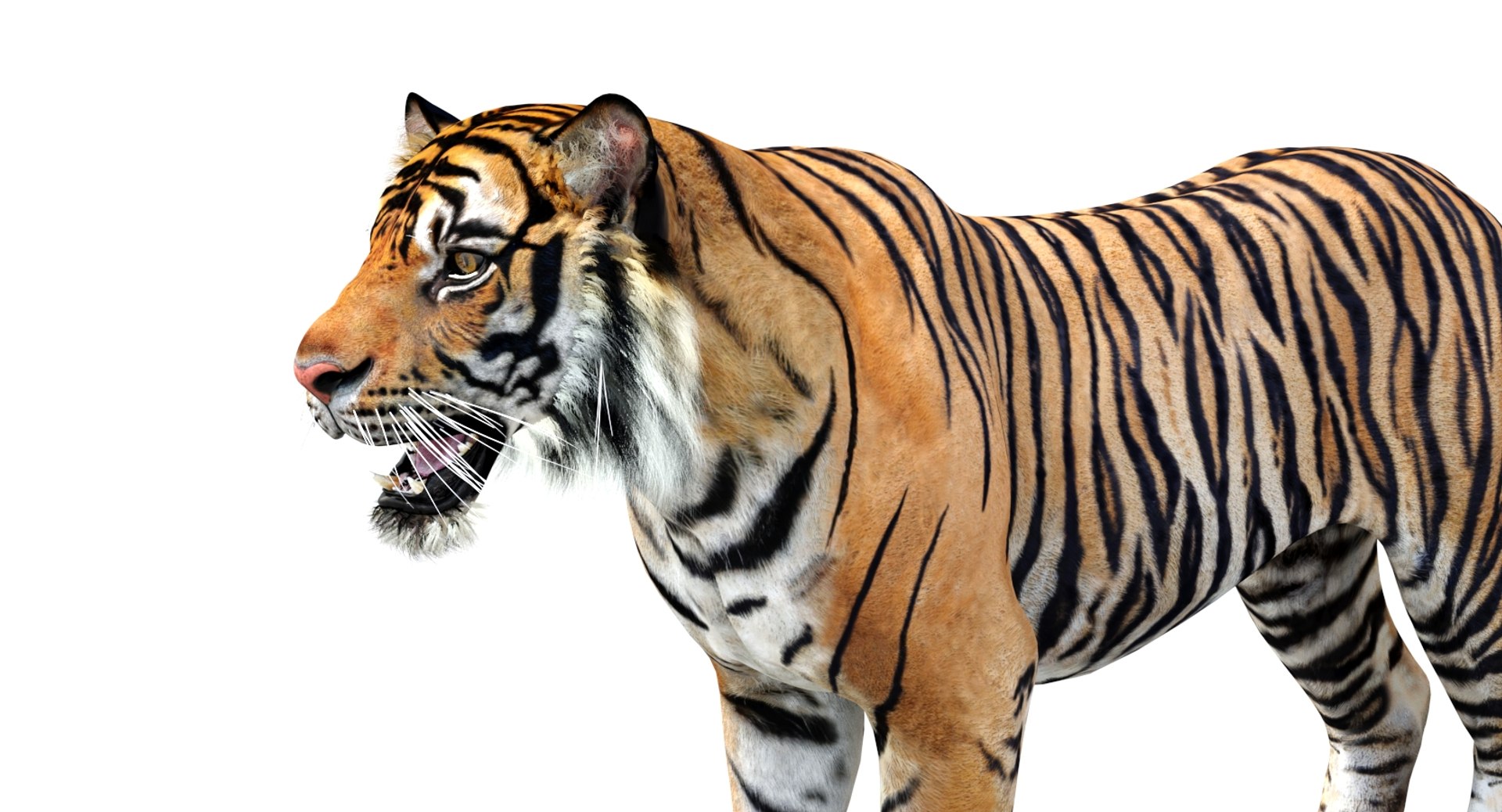 Realistic 3d tiger model for your AR/VR  project