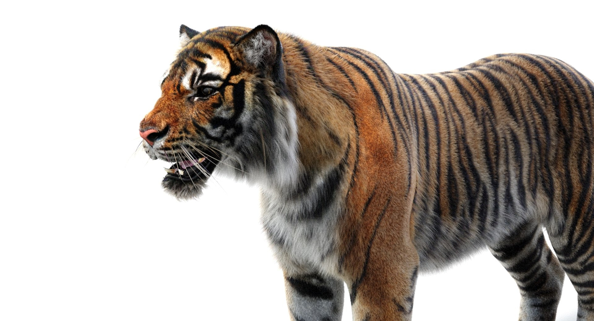 Realsitic Tiger 3D Model Angry Close Up View: 3ds Max Hair and Fur - Arnold Renderer