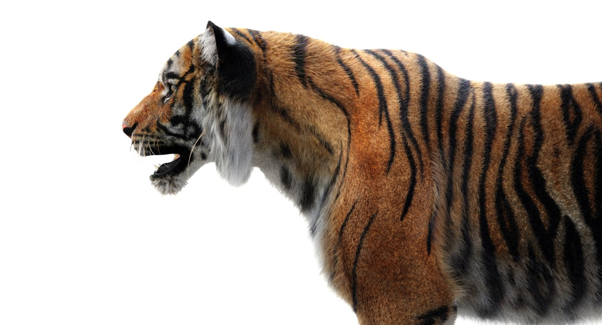 Realsitic Tiger 3D Model Close Up View: 3ds Max Hair and Fur - Arnold Renderer