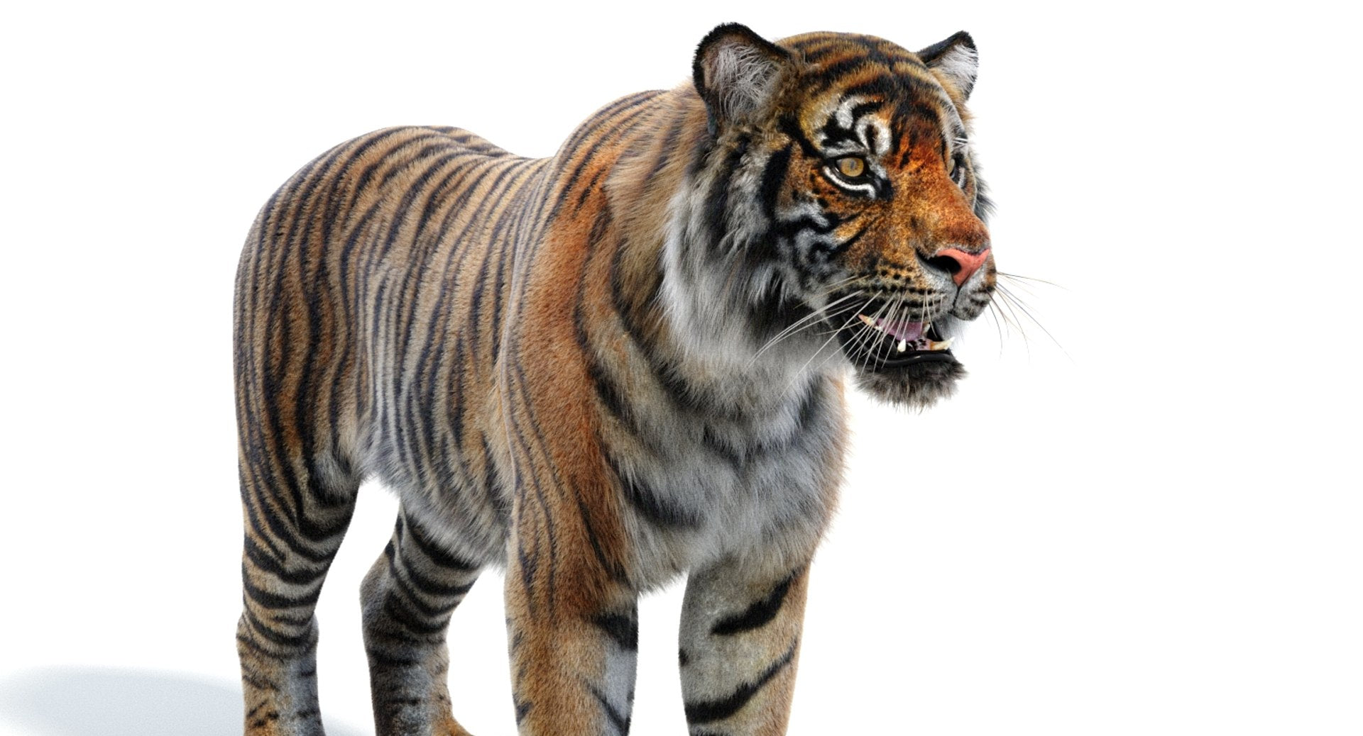 Realsitic Tiger 3D Model Close Up View: 3ds Max Hair and Fur - Arnold Renderer