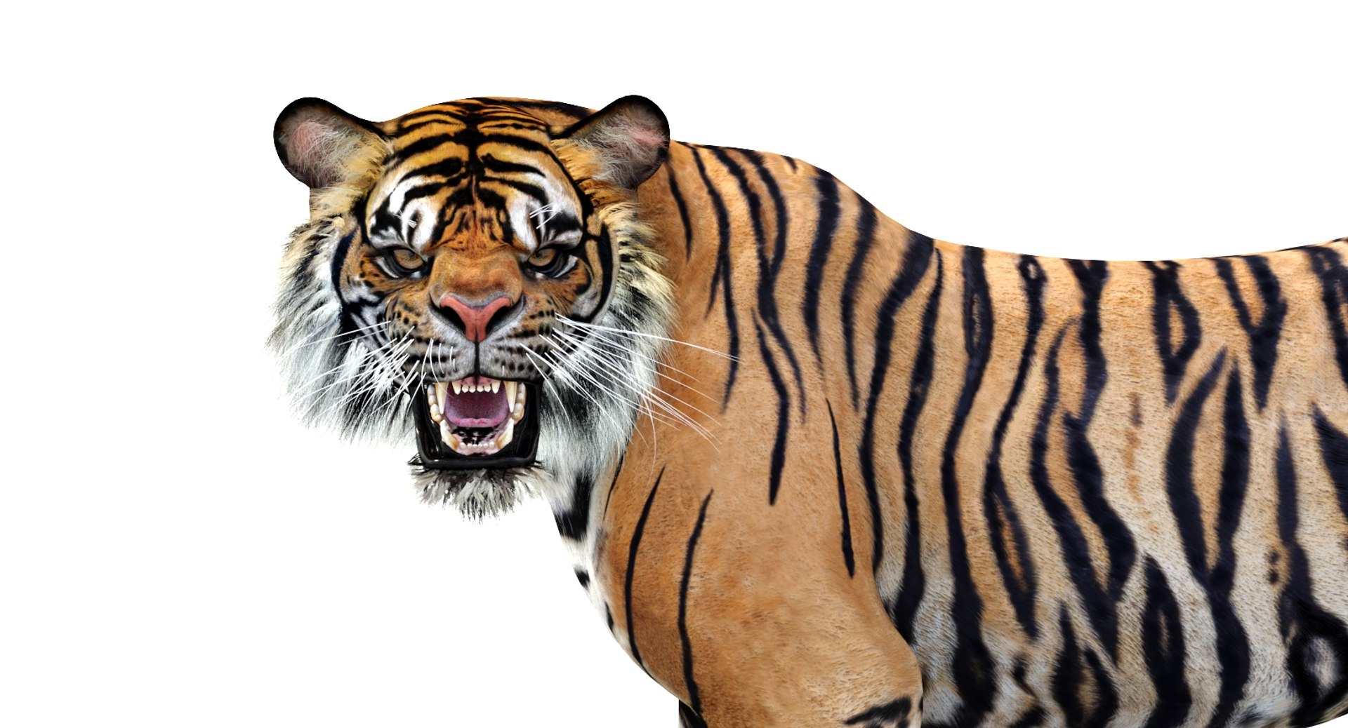 Realistic 3d tiger model : head close up roaring