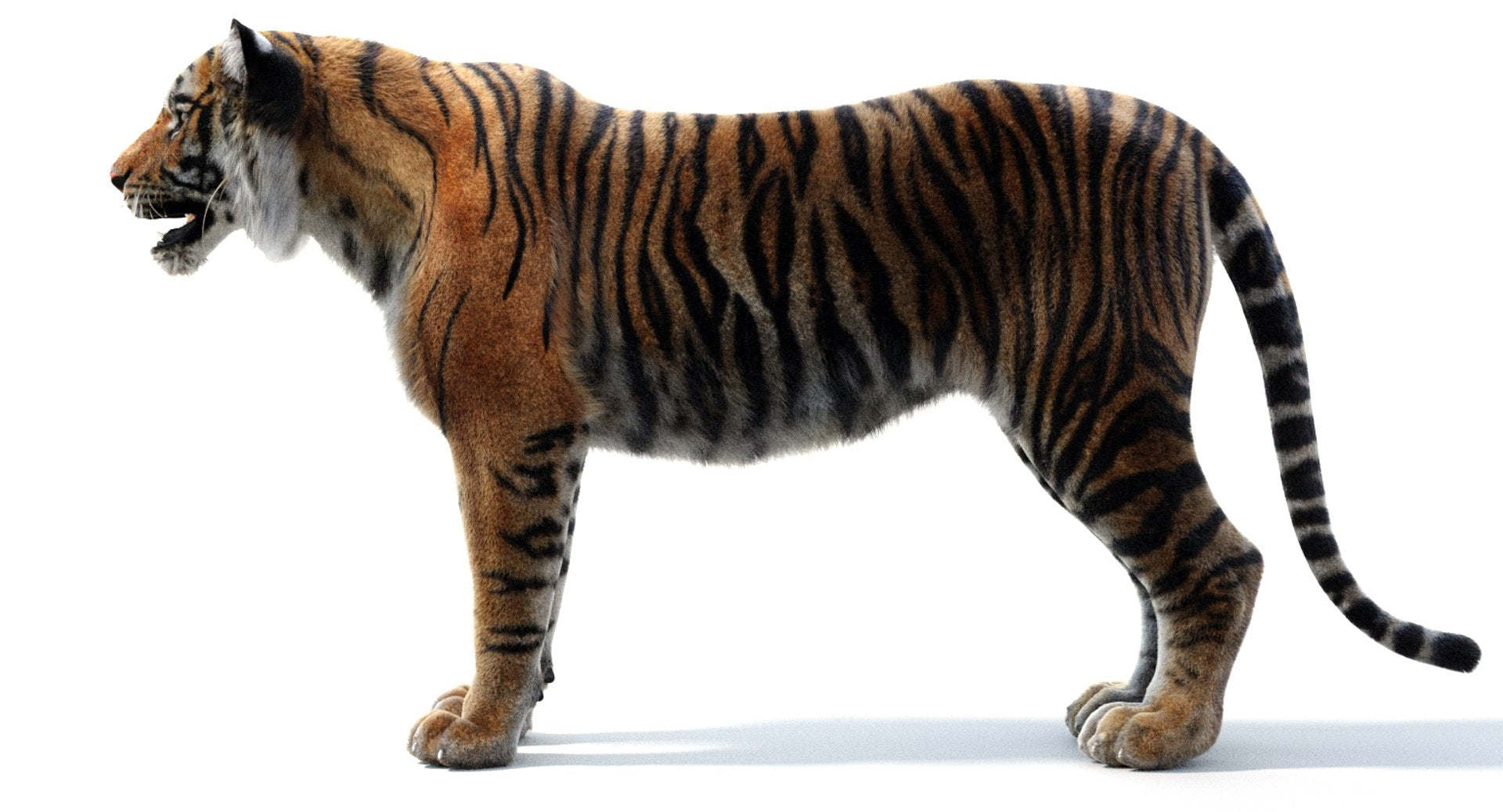Realsitic Tiger 3D Model Side View: 3ds Max Hair and Fur - Arnold Renderer