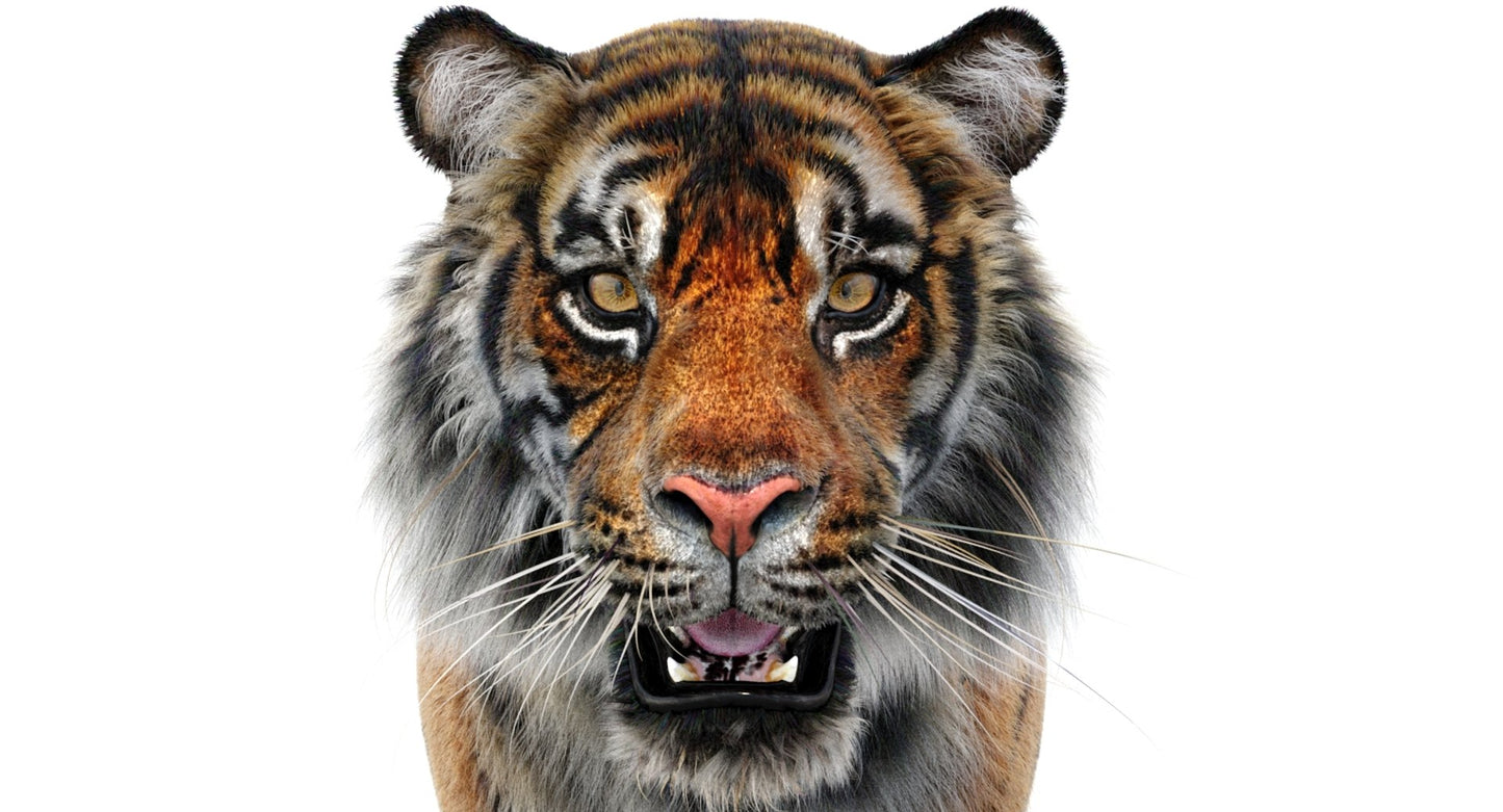Sumatran Tiger 3D Model Fur