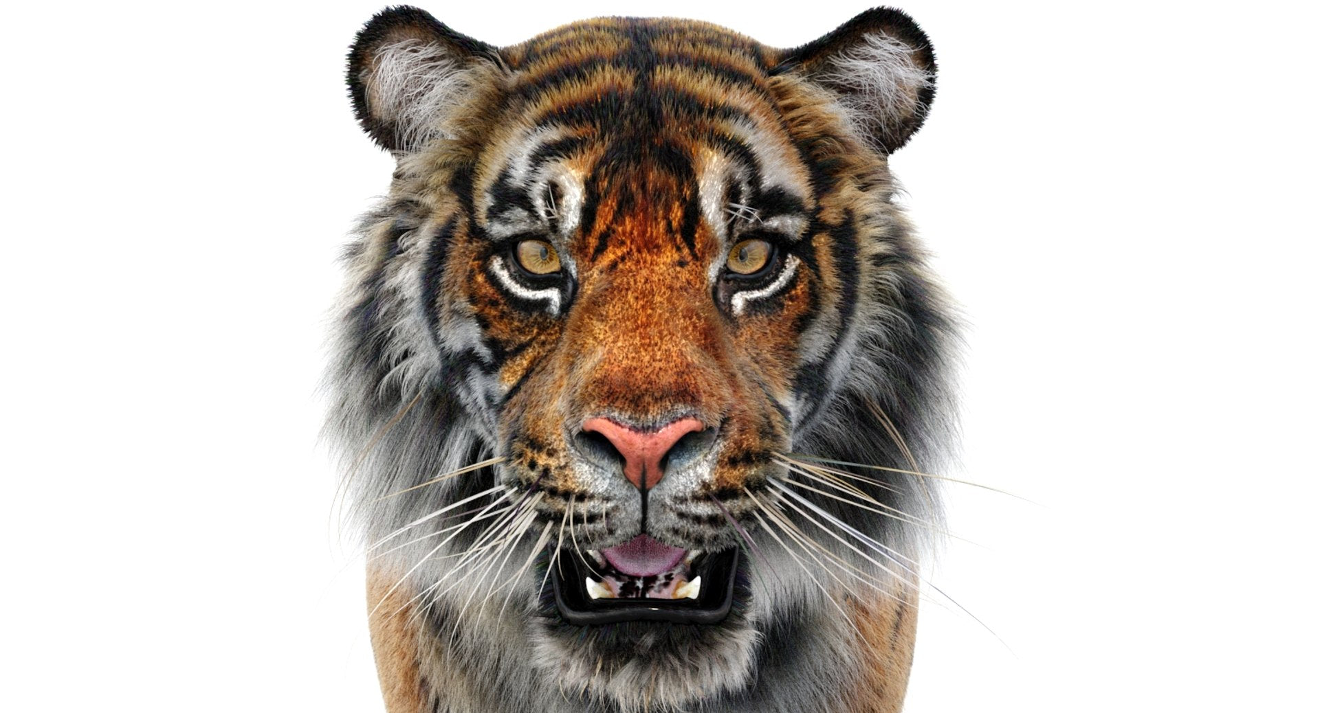 Realsitic Tiger 3D Model Head Close Up: 3ds Max Hair and Fur - Arnold Renderer