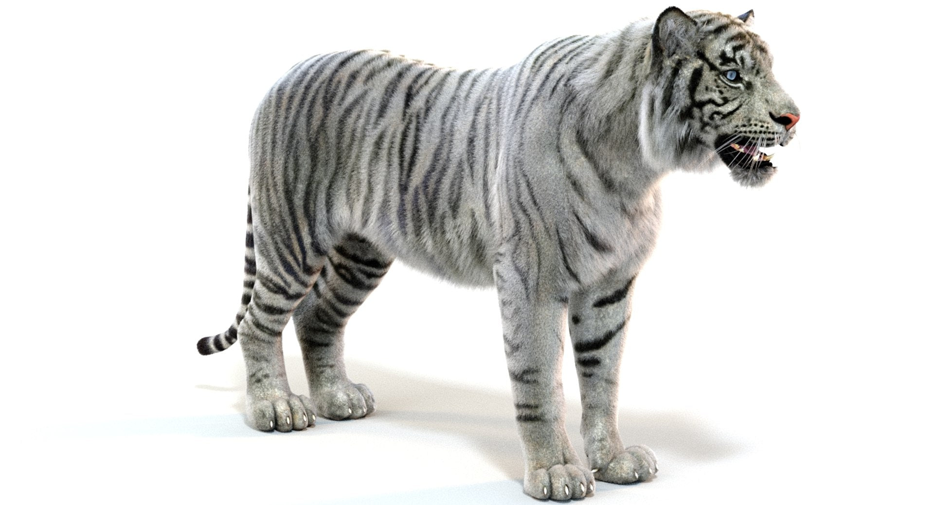 Realistic White Tiger 3D Model with Fur