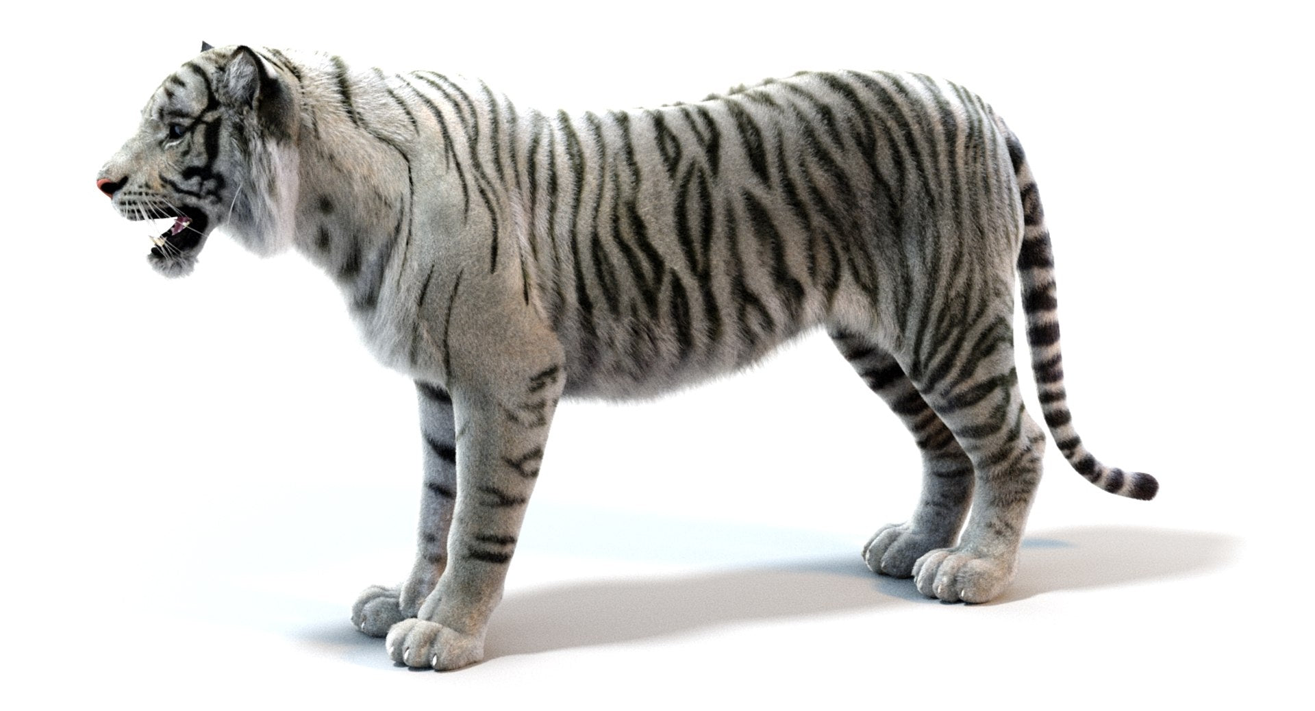 Realistic White Tiger 3D Model for Download