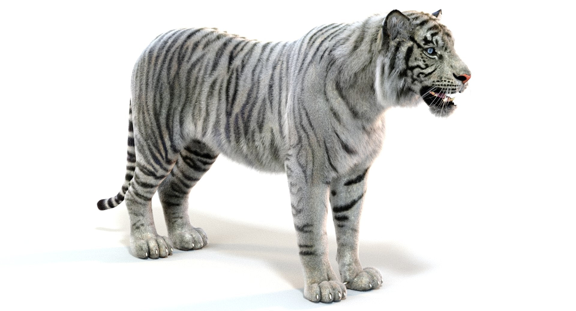Realistic White Tiger 3D Model for Download