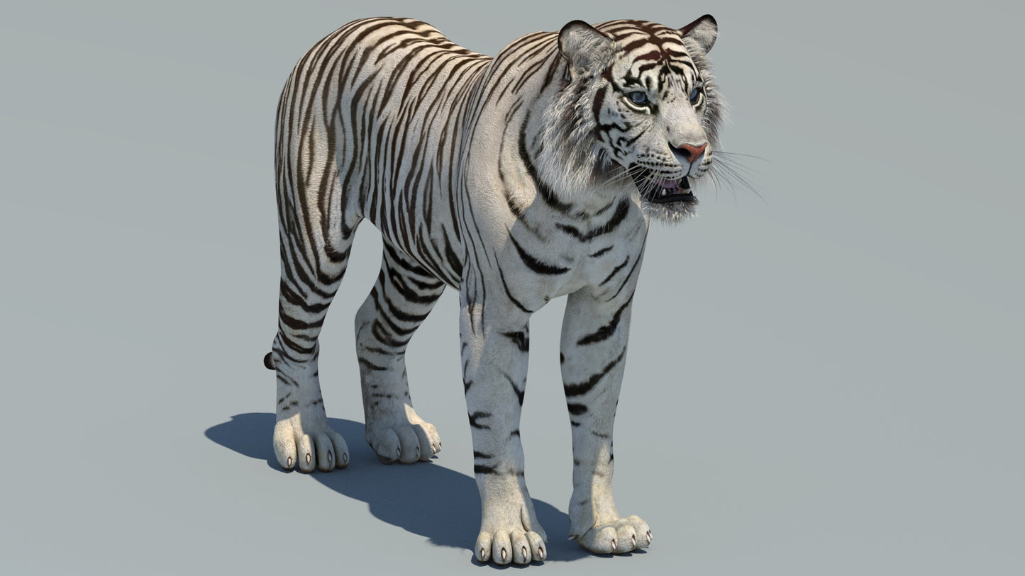 Realistic White Tiger 3D Model for Download