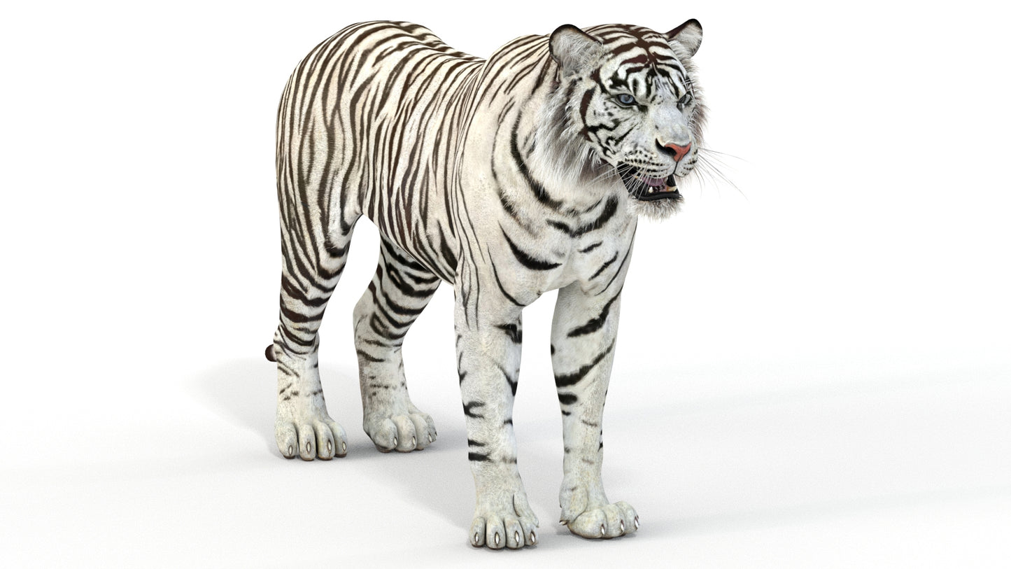 Realistic White Tiger 3D Model for Download