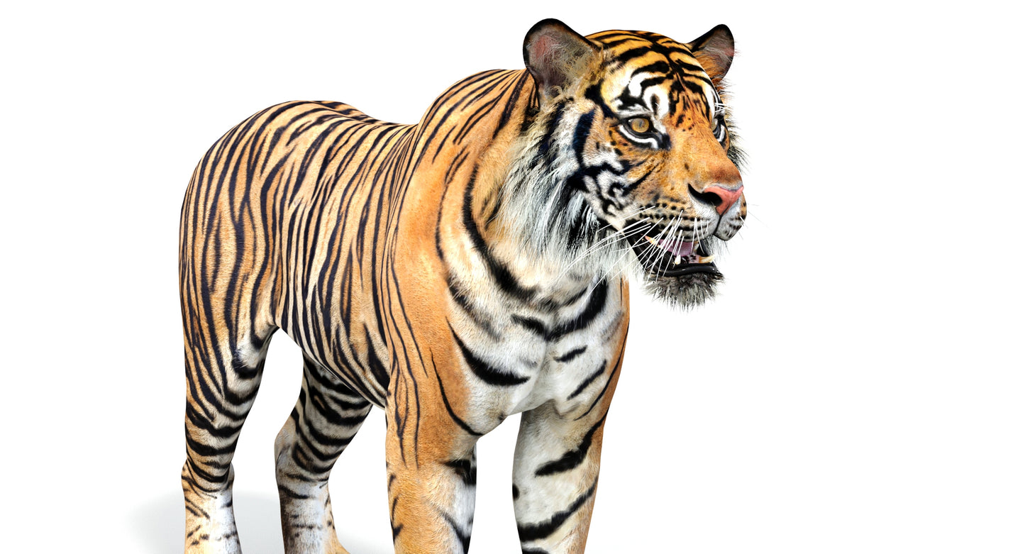 Big Cats 05 3D Model