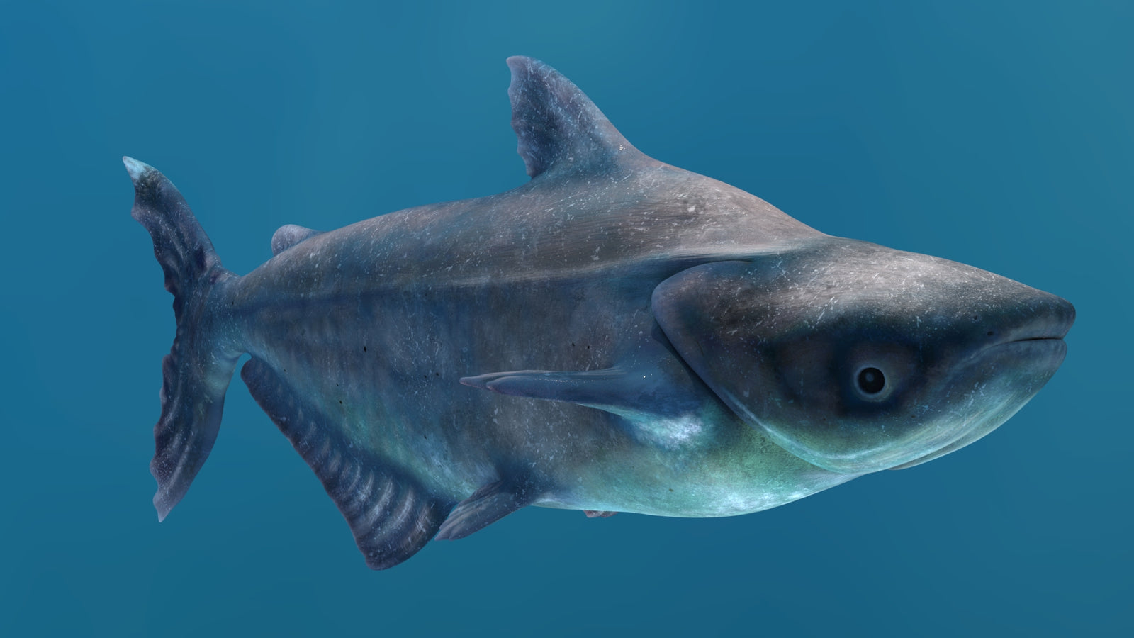 Animated Mekong Giant Catfish 3D Model 360° view 2 frame 11