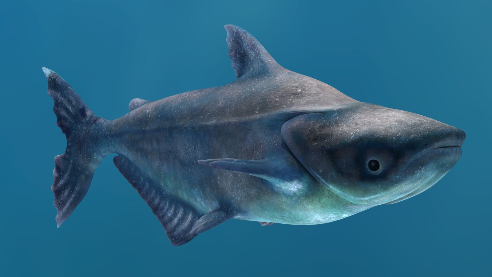 Animated Mekong Giant Catfish 3D Model 360° view 2 frame 22