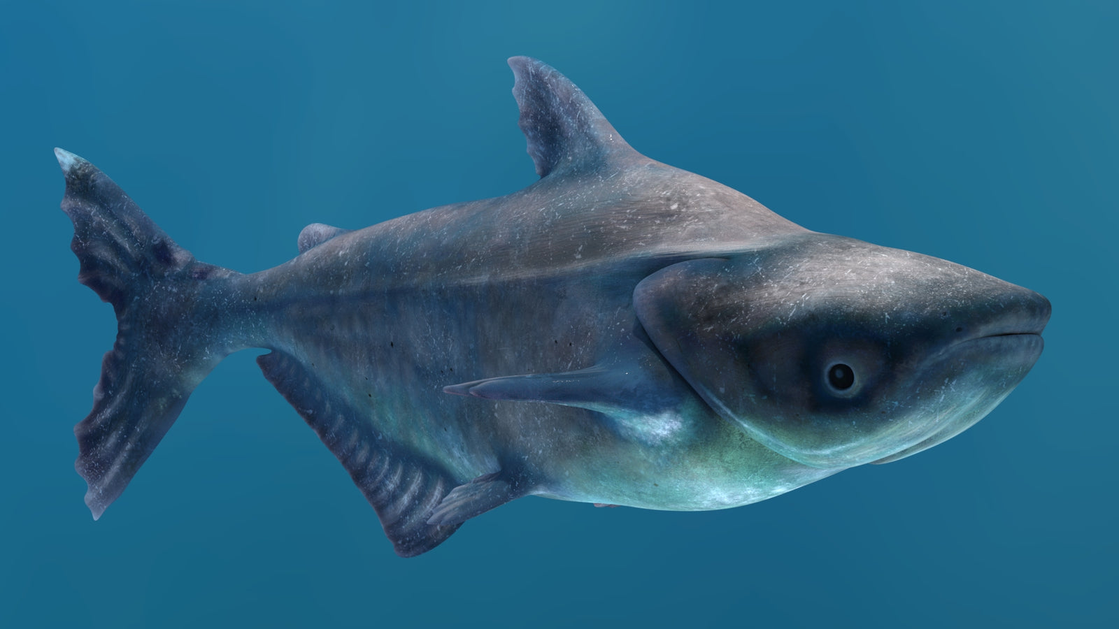 Animated Mekong Giant Catfish 3D Model 360° view 2 frame 31