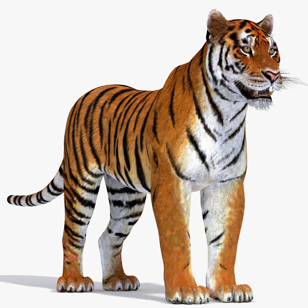 Big Cats: Tiger 3D Model for Download