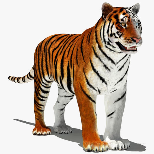 Tiger 3D Model in White and Natural Colors