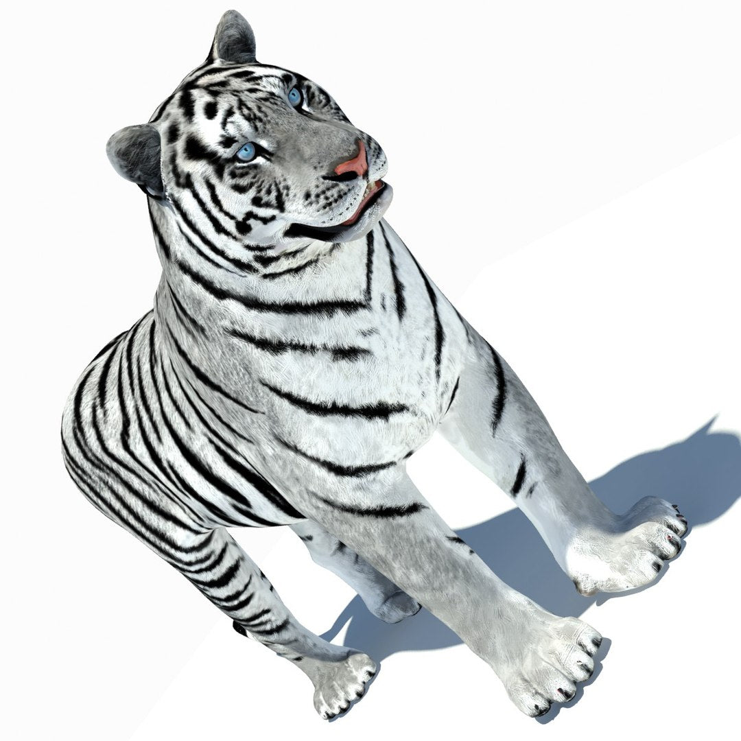 Animated Tiger 3D Model with White and Natural Variations