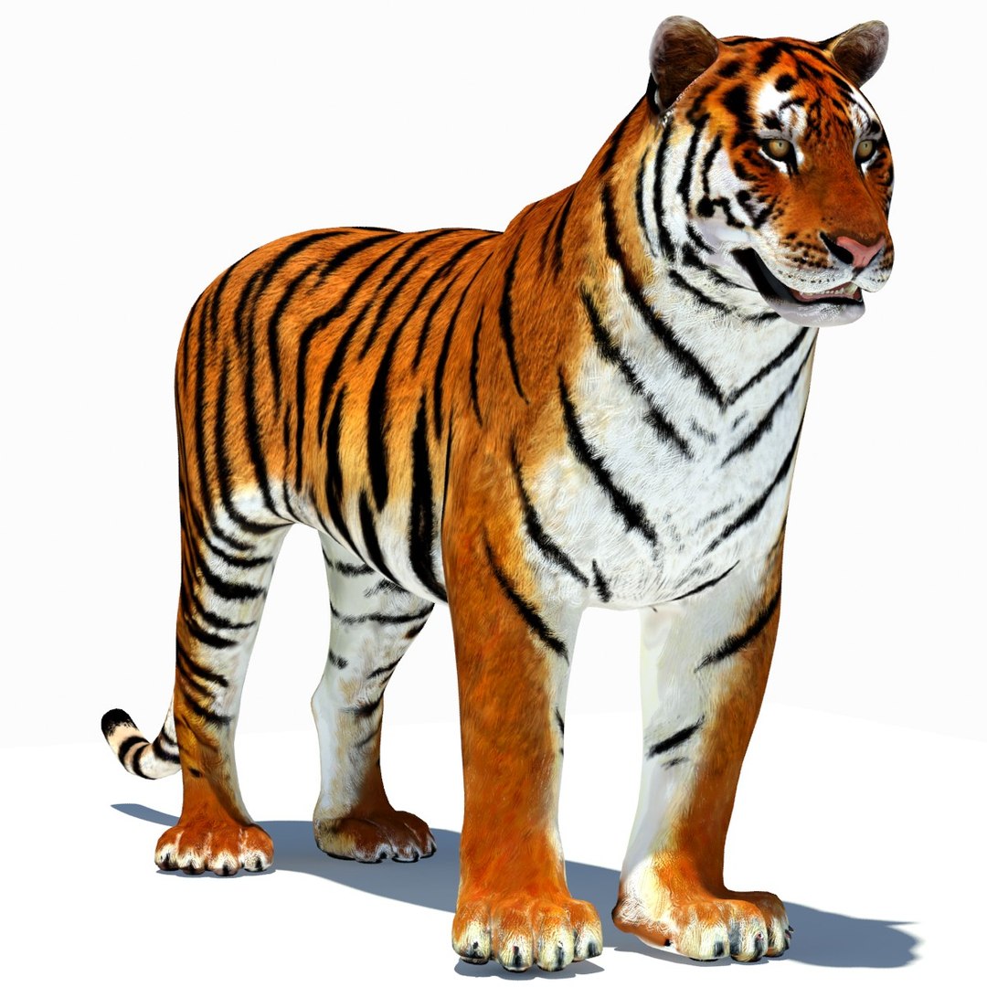 Animated Tiger 3D Model with White and Natural Variations