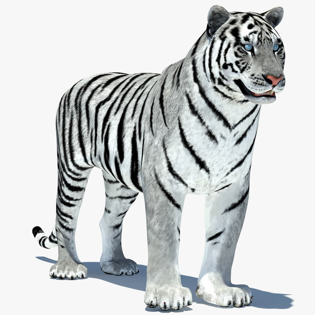 Animated Tiger 3D Model with White and Natural Variations