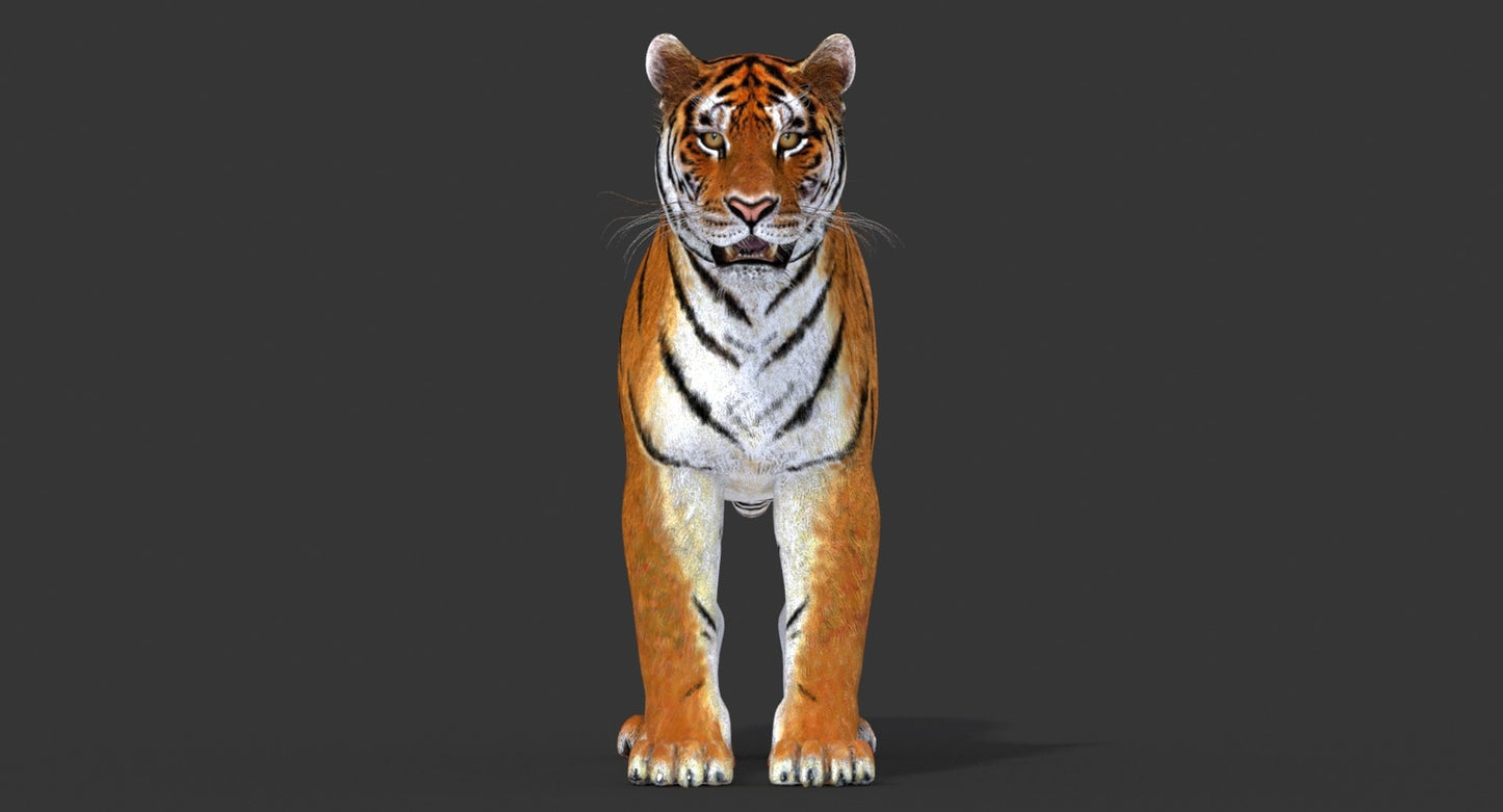 Big Cats 3D Model