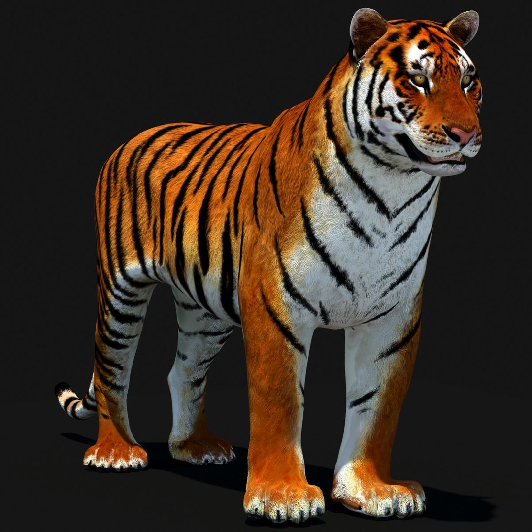 Animated Tiger 3D Model with White and Natural Variations