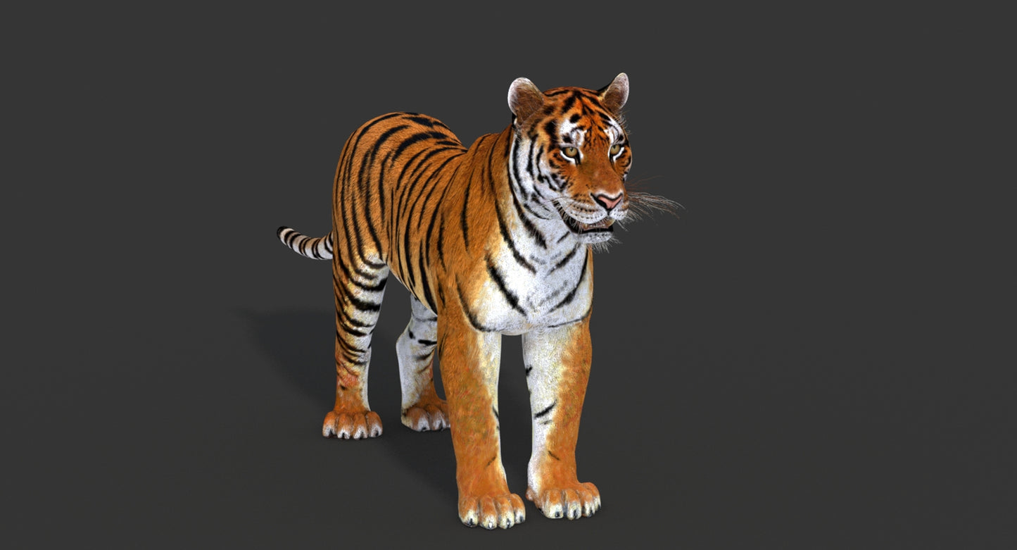 Big Cats 03 3D Model