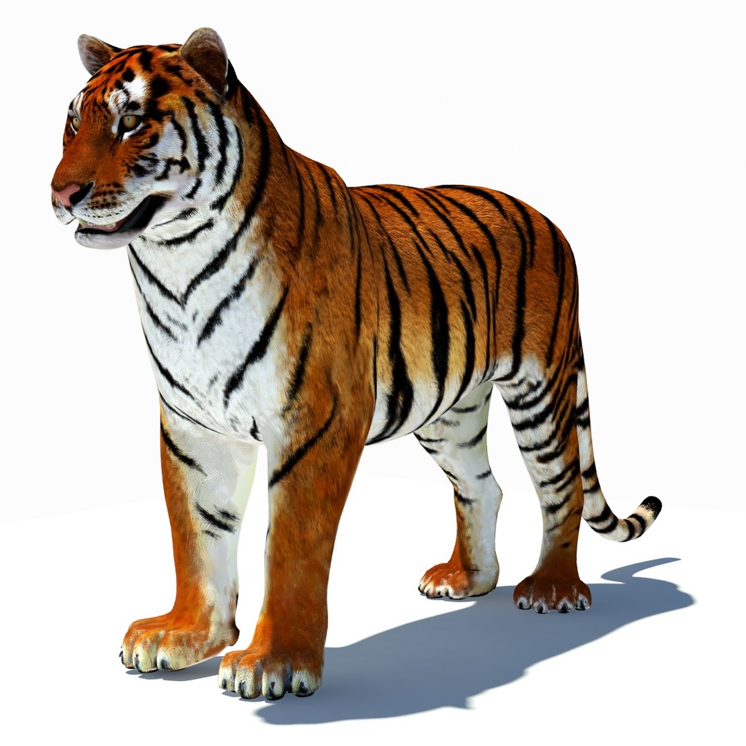 Animated Tiger 3D Model with White and Natural Variations