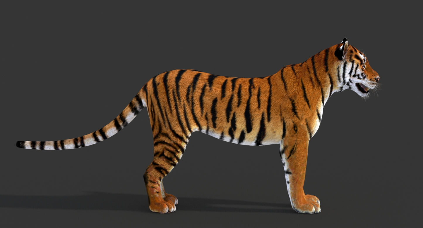 3D rendered tiger on a black background